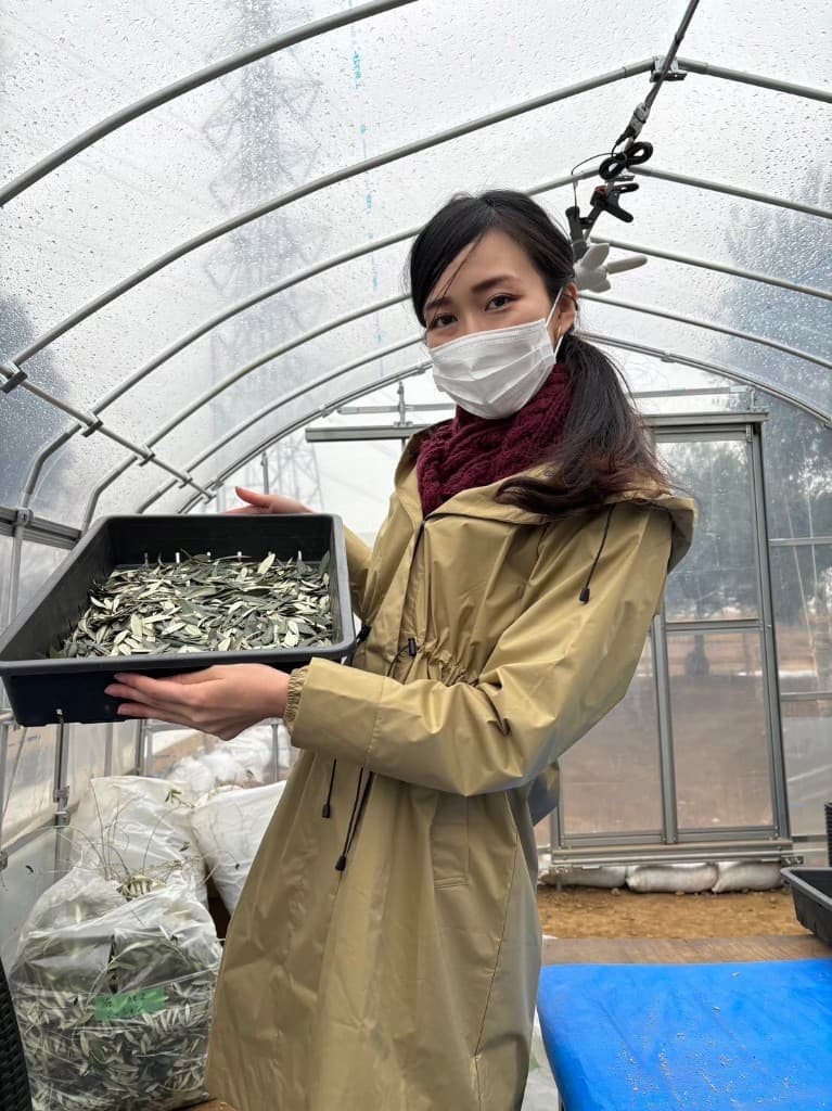 オリーブの葉の選別