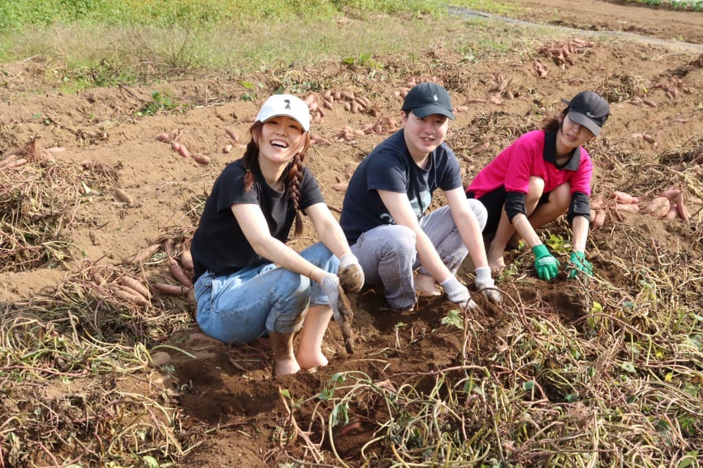 さつまいも収穫体験