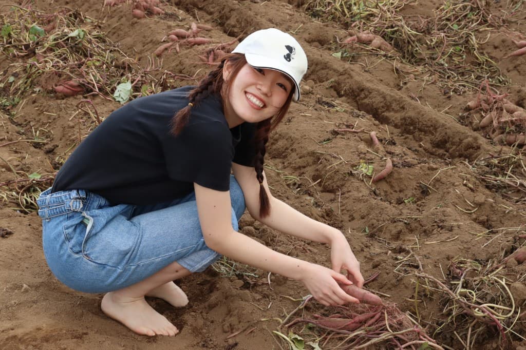 畑で紅はるかを手掘りで収穫する様子
