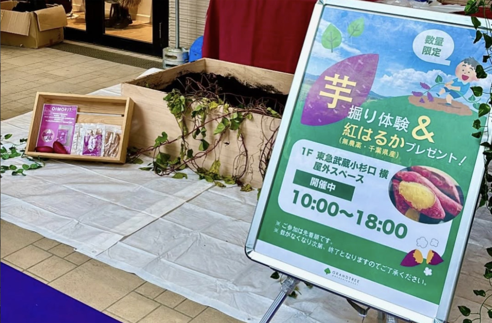 【OIMOFIT.】グランツリー武蔵小杉でほしいも販売＆芋掘り体験